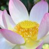 Ruhe, Klarheit und Mitgefühl – Eine Einführung in den Buddhismus Lotus