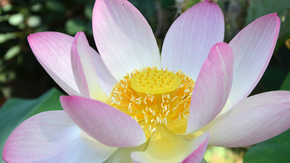 Ruhe, Klarheit und Mitgefühl - Eine Einführung in den Buddhismus