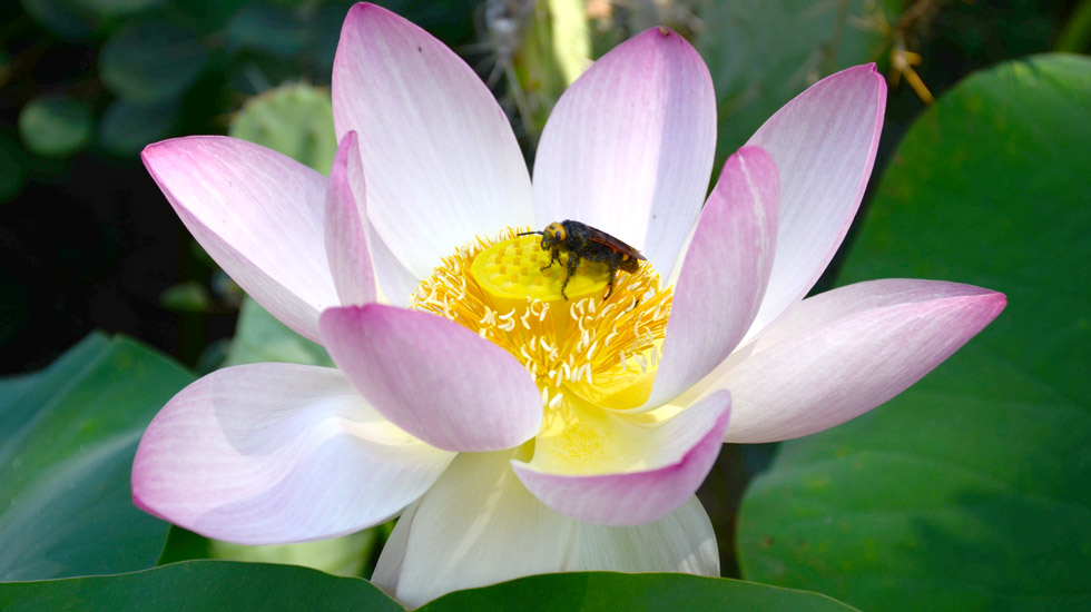 Lotus mit Biene