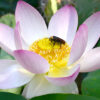 Drubpön Sangye – Vortrag und Wochenendseminar (7.-9. November) Lotus mit Biene_319491197_5683266791726771_1940323615435315013_n